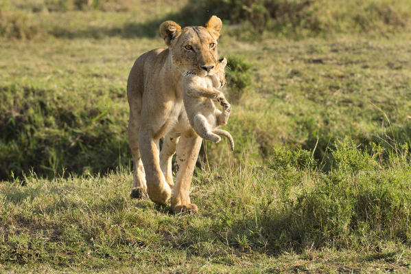 Masai Mara Park, Kenya, Africa
Lioness with cub in mouth photographed in the Masai mara