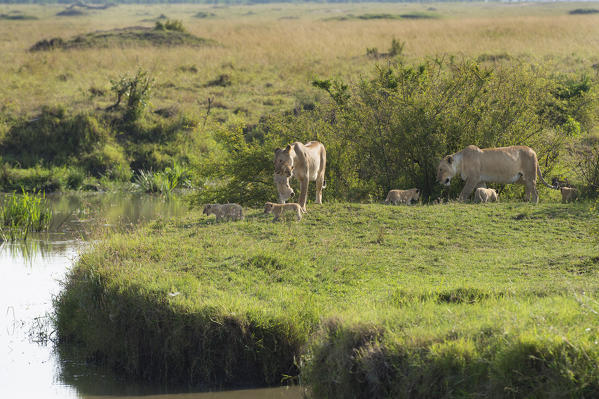 Masai Mara Park, Kenya, Africa
Family of lions photographed in the Masai mara