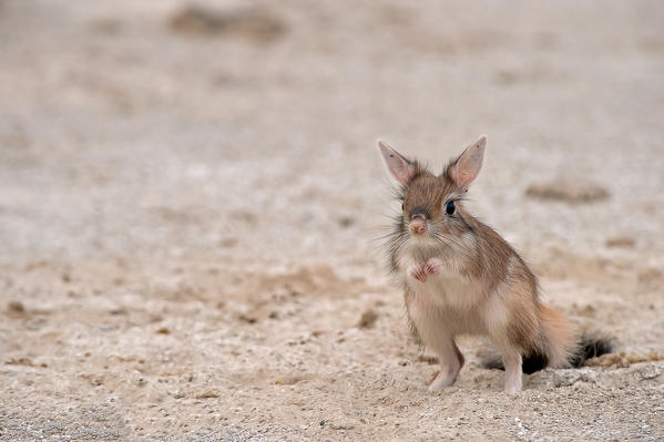 Amboseli Park, Kenya,Africa
The Springhare or Cape hare jumper is a small mammal rodent that moves almost exclusively at night. Being able to photograph the light of day is a rarity
