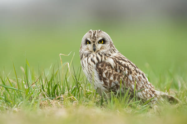 Parma,Emilia Romagna,Italy
Short-eared Owl taken in a field in the province of Parma