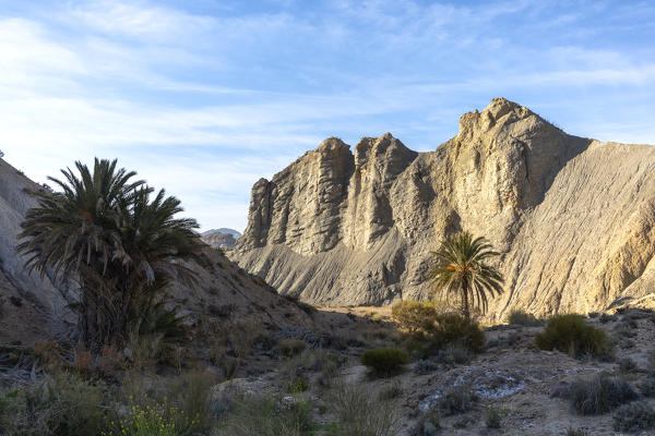 Oasis in Tabernas desert, Natural Park Sierra Alhamilla, Tabernas village, Almeria district, Andalusia, Spain