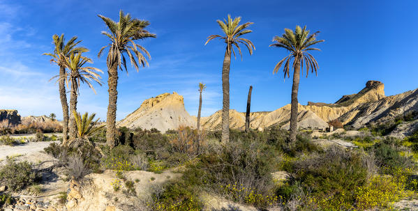 Oasis in Tabernas desert, Natural Park Sierra Alhamilla, Tabernas village, Almeria district, Andalusia, Spain