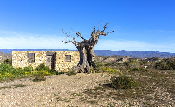 Tabernas desert, Natural Park Sierra Alhamilla, Tabernas village, Almeria district, Andalusia, Spain