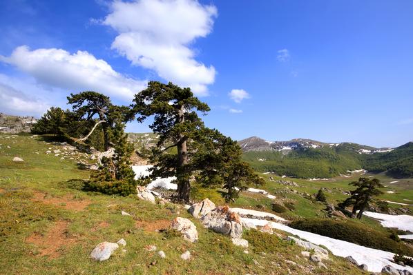 Piani del Pollino with Dolce Dorme mountain in backgroud, Pollino National Park, Viggianello village, Potenza district, Basilicata, Italy