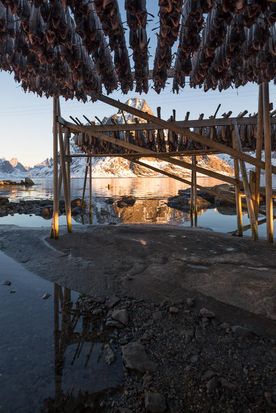 codfish in drying, Reine village, Lofoten, islands, Norway