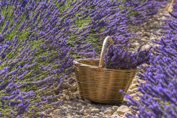foto  - Europe, France, Valensole ,Alpes de Haute Provence.