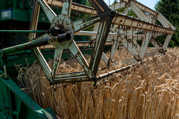 foto  - Italy, Trentino Alto Adige, Val di Non, wheat harvest in Non Valley.