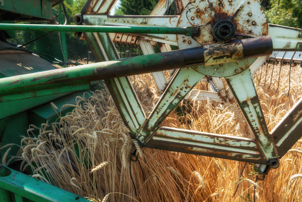 foto  - Italy, Trentino Alto Adige, Val di Non, wheat harvest in Non Valley.