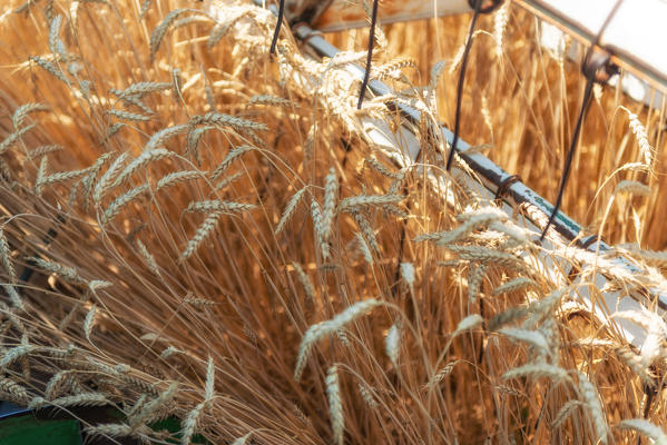 foto  - Italy, Trentino Alto Adige, Val di Non, wheat harvest in Non Valley.