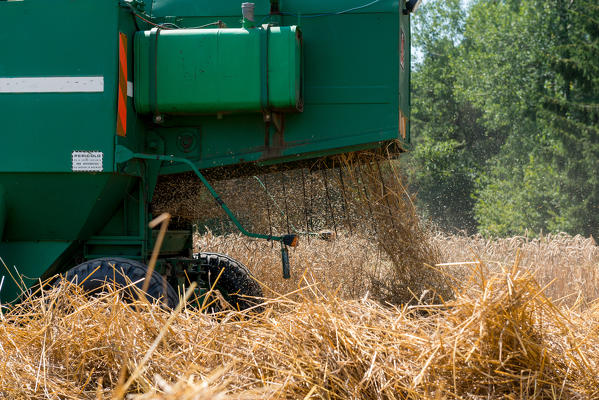 foto  - Italy, Trentino Alto Adige, Val di Non, wheat harvest in Non Valley.