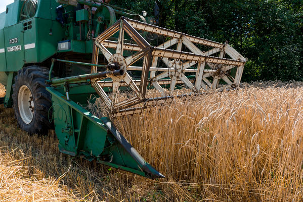 foto  - Italy, Trentino Alto Adige, Val di Non, wheat harvest in Non Valley.