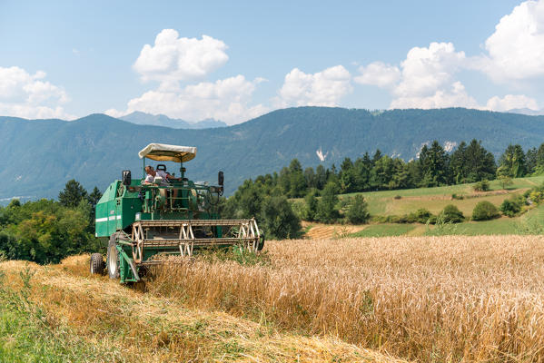 foto  - Italy, Trentino Alto Adige, Val di Non, wheat harvest in Non Valley.