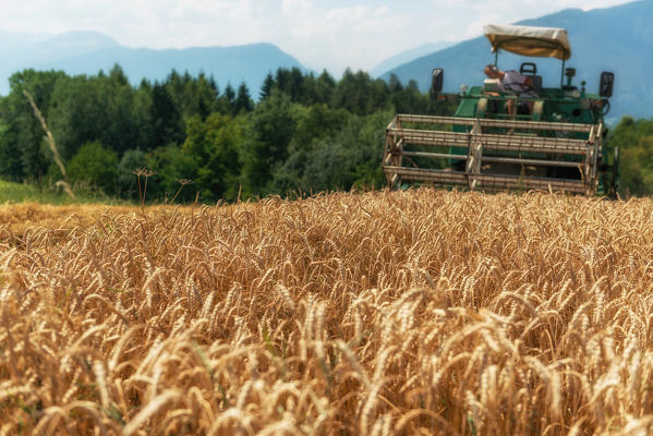 foto  - Italy, Trentino Alto Adige, Val di Non, wheat harvest in Non Valley.