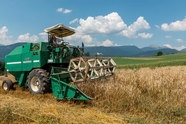 foto  - Italy, Trentino Alto Adige, Val di Non, wheat harvest in Non Valley.