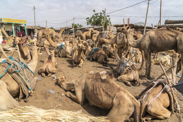 foto  - Camels at the livestock market of Asaita, Afar Region, Ethiopia, Africa