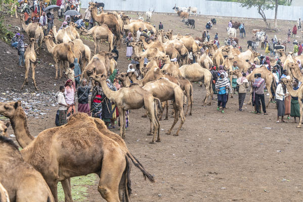 foto  - Animal market of Bati, Amhara Region, Oromia, Ethiopia, Africa