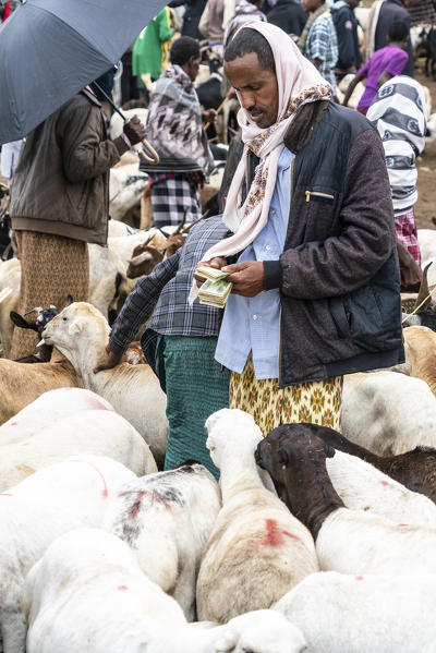 foto  - Man selling sheep at Bati market, Amhara Region, Oromia, Ethiopia, Africa