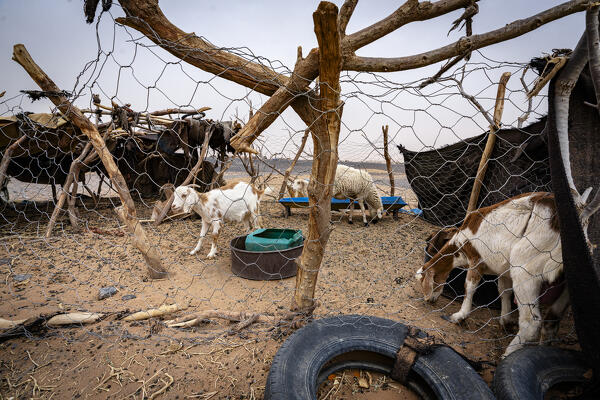 foto  - Sheep in a berber nomadic camp, Erg Chebbi, Merzouga, Sahara Desert, Morocco