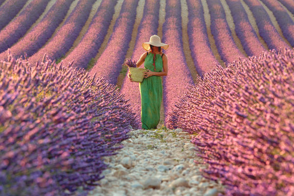 foto  - Europe, France,Provence Alpes Cote d'Azur,Plateau de Valensole.Woman in lavender field 
