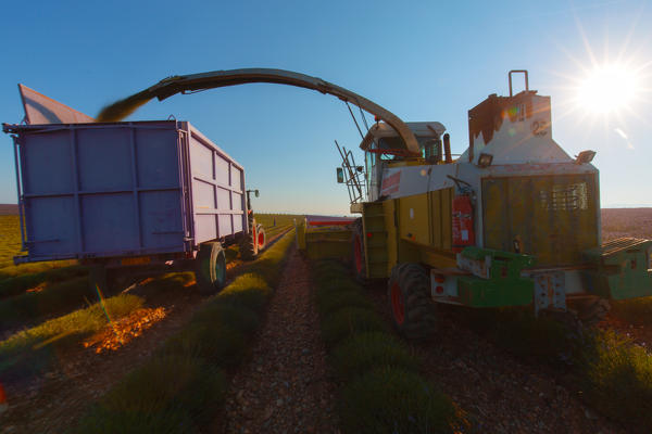 foto  - Europe, France,Provence Alpes Cote d'Azur,Plateau of Valensole.Workers begin harvesting first rows of lavender 