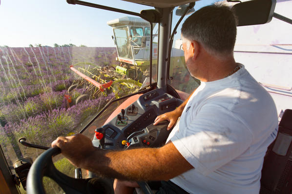 foto  - Europe, France,Provence Alpes Cote d'Azur,Plateau de Valensole.Workers begin harvesting first rows of lavender 