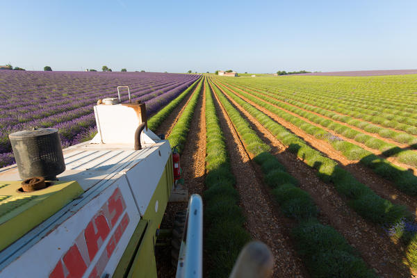 foto  - Europe, France,Provence Alpes Cote d'Azur,Plateau de Valensole.Harvesting first rows of lavender 