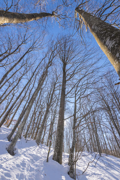 foto  - Beech forest (Valle Staffora, Oltrepo Pavese, Apennines, Province of Pavia, Lombardy, Italy)